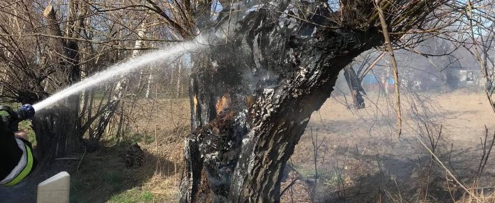W Bilczycach przy drodze spłonęło drzewo.