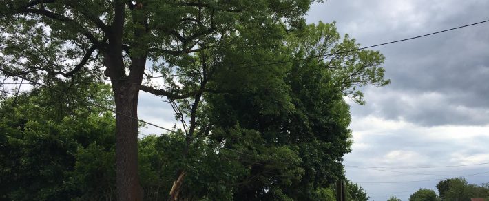 Burza nad Gdowem. Piorun uderzył w drzewo na ul. Bocheńskiej.